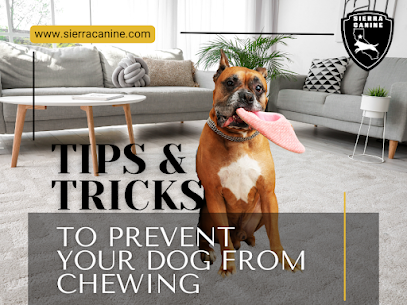 How to Deal with Your Chew-Happy Dog, A Guide from Sierra Canine